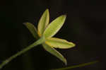 Fringed yellow star-grass